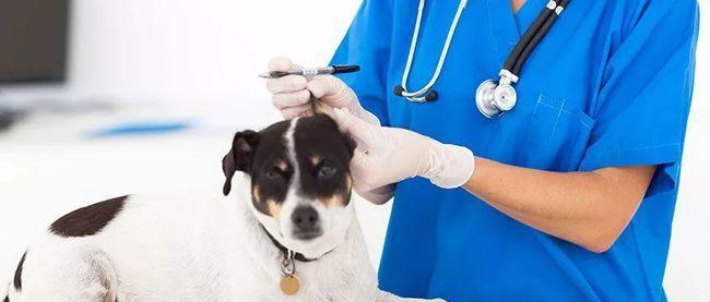 狗狗打疫苗需知（宠物健康保护一手掌握）