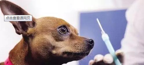 宠物狗病毒治疗全攻略（从预防到治疗）