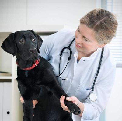 如何判断狗得了胃肠炎（详解狗胃肠炎的症状和治疗方法）