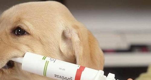 宠物狂犬病疫苗注射指南（以狗的狂犬疫苗打法为主题）