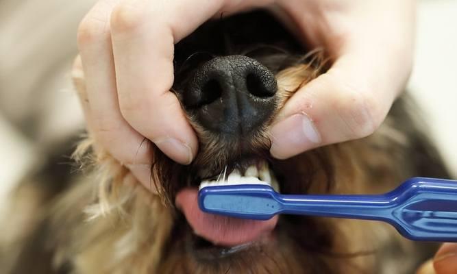如何管理宠物狗的牙齿健康（从口腔卫生到饮食习惯）
