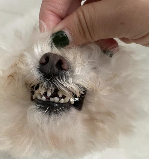 如何管理宠物狗的牙齿健康（从口腔卫生到饮食习惯）