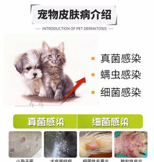 狗感染螨虫症状及治疗方法详解（宠物如何避免螨虫感染）