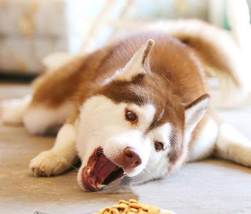 如何正确喂养4个月大的狗狗（合理的饮食量是保持狗狗健康的关键）