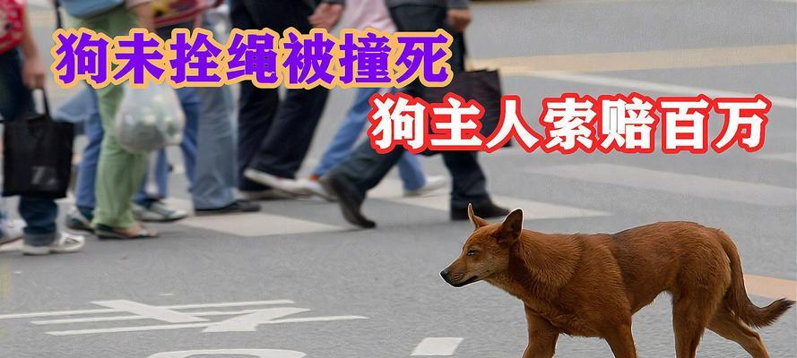 狗狗被车撞了怎么检查（宠物主人必读的应急救护知识）