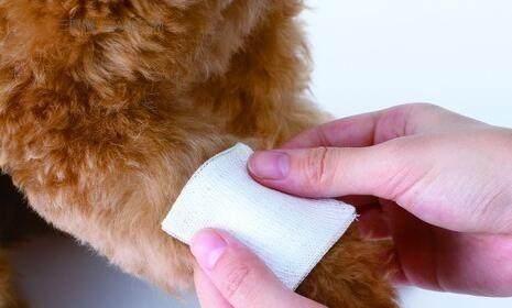 处理狗狗被咬伤出血的正确方法（如何快速止血和预防感染）