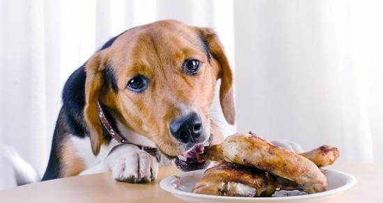 狗狗受伤后能否吃鱼（探究狗狗饮食需求的变化与营养需求的满足）