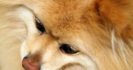 为什么狗狗的鼻子会变白（探究狗狗鼻子变白的原因及处理方法）