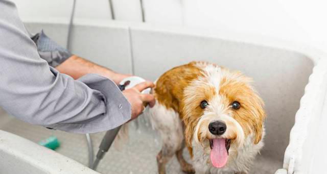 如何帮助宠物狗狗缓解肛门腺问题？