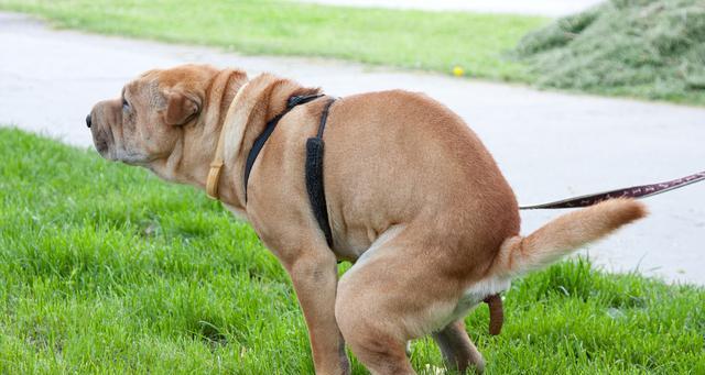 如何帮助宠物狗狗缓解肛门腺问题？
