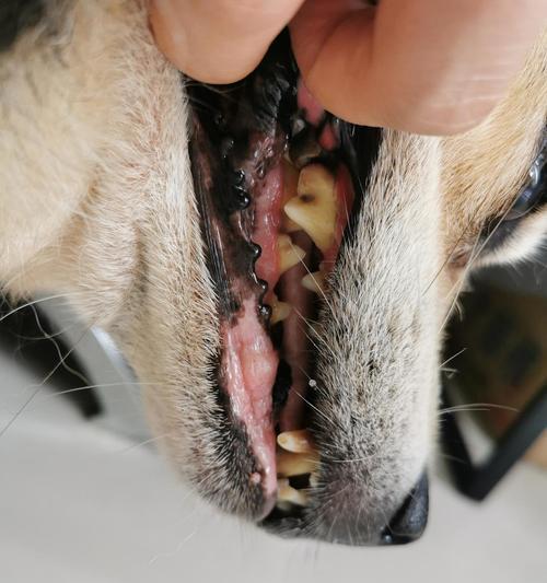 狗狗不洗牙，后果严重（宠物的口腔卫生需引起关注）