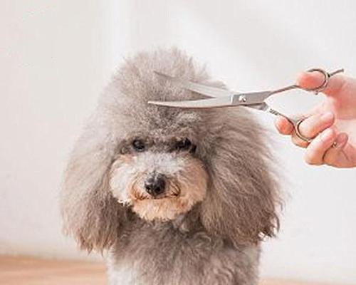 解决狗狗不愿意修毛的问题（如何让你的宠物享受修毛的过程）