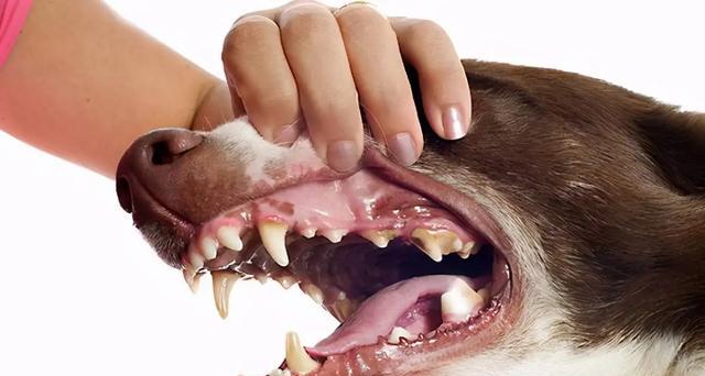 狗狗牙齿护理，让牙齿更健康（狗狗长蛀牙烂牙怎么办）