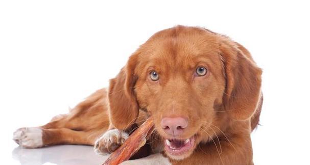 狗狗吃骨头的要求与注意事项（为了宠物健康）