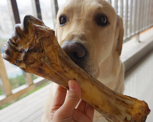 如何安全地让宠物狗吃生骨头（杀菌是关键）