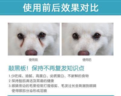 狗狗泪腺问题解决方法（让宠物舒适无泪的养护小窍门）