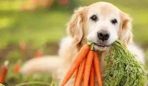 教你如何制作健康美味的狗狗蔬菜零食（打造宠物的健康美味之旅）