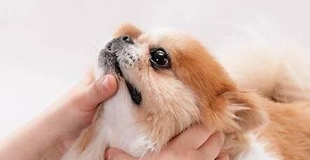 狗狗打喷嚏有可能是犬瘟（宠物主人必须知道的关键信息）
