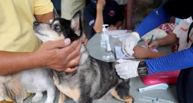 狗狗打四针疫苗，宠物健康保障（了解狗狗疫苗接种）