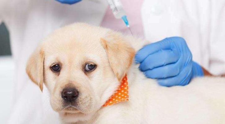 宠物狗狗打完疫苗后晚上呕吐怎么办（如何处理狗狗晚上的呕吐问题）