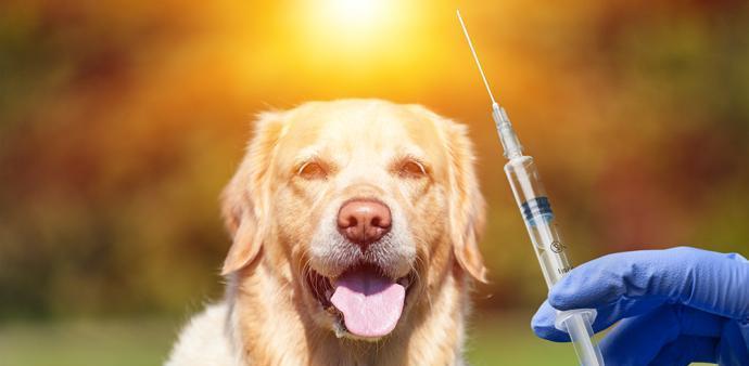 狗狗打疫苗需要空腹吗（狗狗的身体健康需要重视）