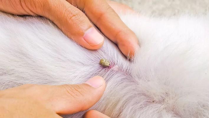 如何治疗宠物狗狗患上蜱虫症（从预防到治疗全面解读）