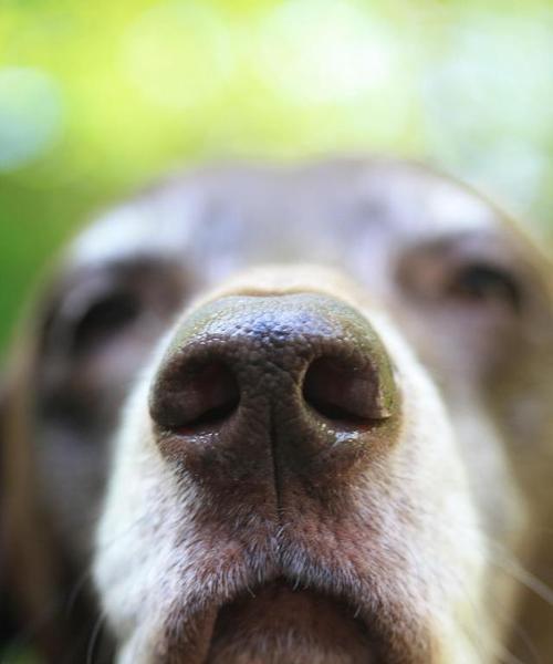 狗狗鼻子的湿度到底如何判断？