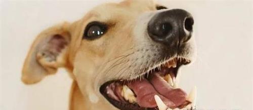 治疗狗狗牙周炎的全面指南（宠物也需要关注口腔健康）