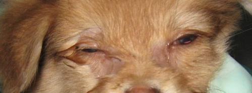 探讨狗狗眼部疾病，保护宠物眼睛健康（从眼球异物到白内障）