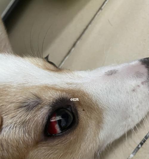 狗狗为什么会反光（探究狗狗眼睛反光的原理及影响）