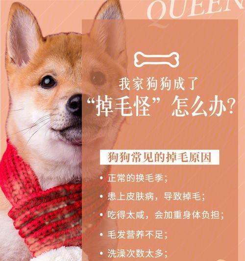 如何防止狗狗掉毛缺维生素（狗狗掉毛的原因及防治方法）