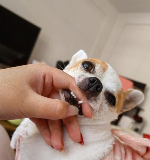 狗狗掉牙后多久才能长出新牙（照顾宠物牙齿健康）