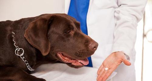 狗狗肚子脐疝的治疗方法（从药物到手术）