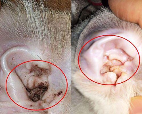 狗狗耳朵有脓的原因与治疗方法（宠物主人必看）