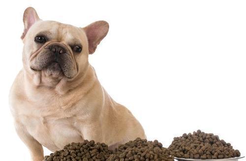 为什么狗狗的饭量会减少？