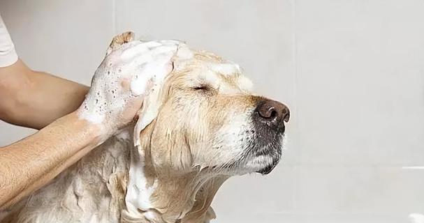 如何缓解宠物狗狗的严重风湿（了解狗狗风湿的症状）