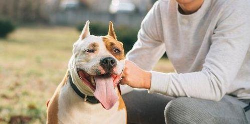 狗狗肝炎的治疗与护理（以宠物为主）