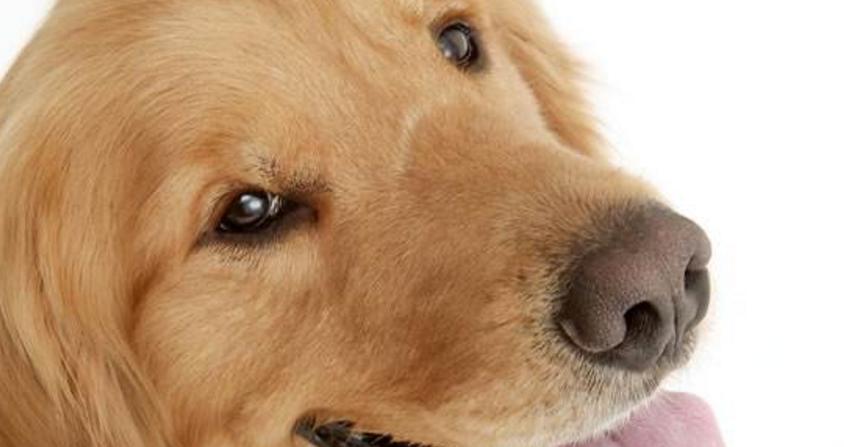 探究狗狗肝炎的成因（了解宠物健康）
