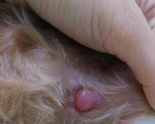 如何缓解狗狗肛门肿胀的症状（了解肛门肿胀的病因和药物治疗）