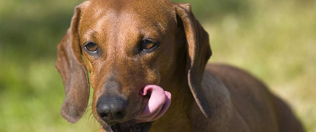 主题：如何有效预防和治疗狗狗肛门腺发炎