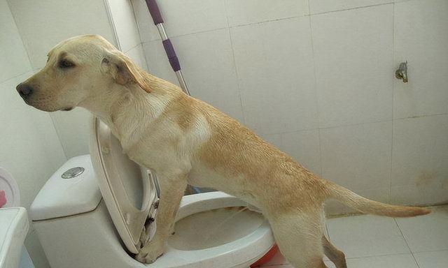 如何训练狗狗规律上厕所（解决狗狗故意乱拉尿的问题）