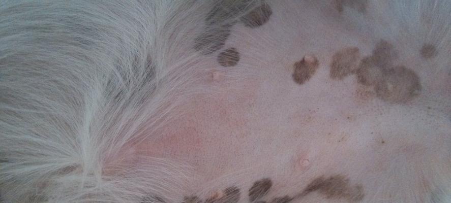 宠物过敏皮炎治疗指南（让爱宠远离皮肤问题）