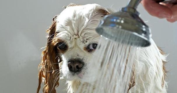 如何让宠物狗喝水不呛到（养护狗狗健康）