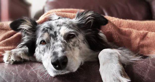 宠物狗狗出现呼吸不顺，可能患有什么疾病（犬类呼吸系统疾病诊断及治疗措施）
