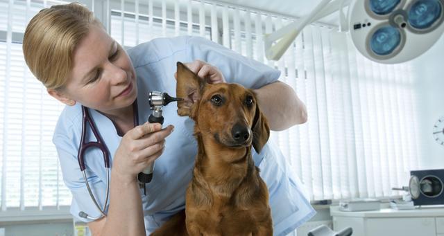 宠物化疗（剖析化疗对狗狗的影响及如何应对）