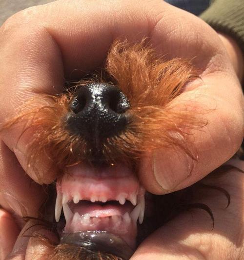 狗狗换牙的处理方法（让你的宠物更健康）