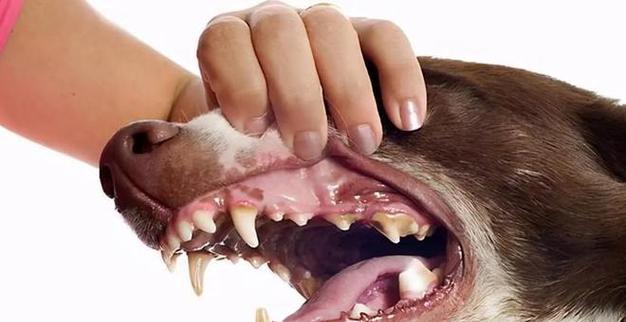 宠物狗患肛腺炎的处理方法（预防与治疗）