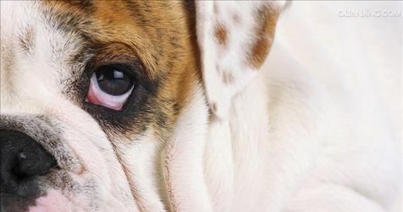 狗狗肩胛骨疼的原因和治疗方法详解（了解宠物狗肩胛骨疼痛的症状和治疗方法）