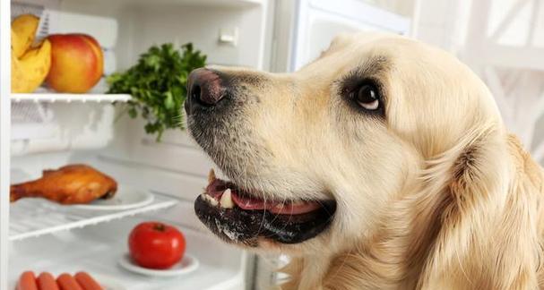 狗狗能经常吃奶片吗（宠物健康需谨慎）