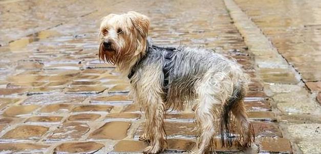 如何防止宠物狗经常淋雨（措施多多）
